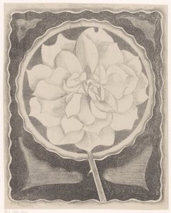 Rosa da Samuel Jessurun de Mesquita (signed by artist)