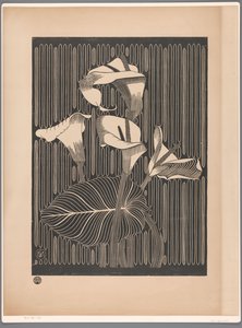 Gigli calla