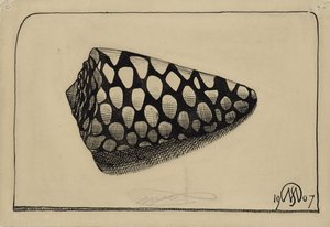 Conchiglia, verso destra da Samuel Jessurun de Mesquita
