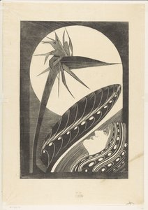 Strelitzia appassita