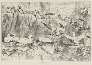 Uccelli sulla Bass Rock, nel Museo di Storia Naturale, South Kensington