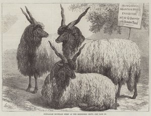 Pecore di montagna ungheresi alla mostra di Smithfield