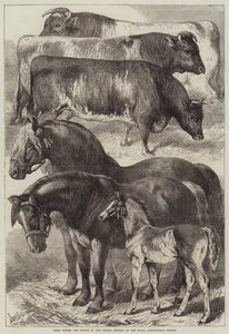 Cavalli e bovini premiati alla riunione di Oxford della Royal Agricultural Society da Samuel John Carter