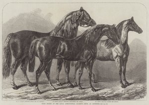 Cavalli premiati alla mostra della Royal Agricultural Society, a Leicester