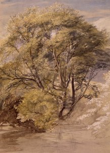 Studio di un salice, c.1850 da Samuel Palmer