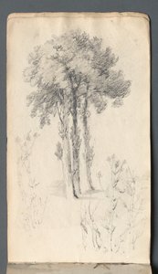 Album di schizzi: Studio di un albero
