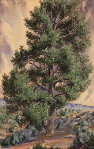 Pine Tree da Sandow