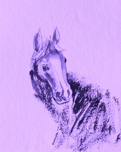 Ritratto di cavallo viola da Santhosh ch