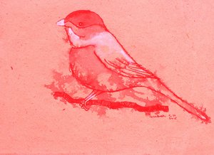 Uccello rosso su un ramo da Santhosh ch