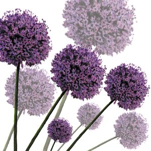 Allium Fernandez, 2004