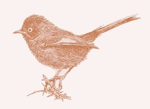 Dartford Warbler, 2017 da Sarah Hough