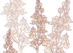 Orchidea, 2017