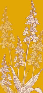 Orchidea Ragno, 2017