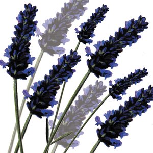 Lavanda dolce, 2004 da Sarah Hough