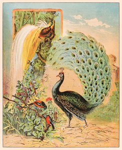 Un pavone tra altri uccelli esotici nella voliera del Circo Barnum & Bailey dal Menagerie di P.T. Barnum pubblicato nel 1888, illustrazione di Sarah J. Burke da Sarah J. Burke
