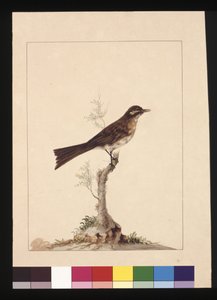 Pagina 14. Pigliamosche dalle orecchie gialle. Ora noto come Melifago dalla faccia gialla, c.1789-90