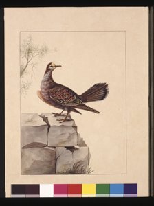 Pagina 15. Piccione dalle ali dorate. Ora noto come un Piccione Bronzato della Foresta, c.1789-90 da Sarah Stone