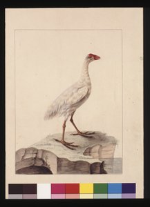 Pagina 16. Fulica Bianca. Ora conosciuta come Gallinula Bianca (estinta), c.1789-90 da Sarah Stone