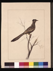 Pagina 17. Mangiatore di api con bargigli. Ora noto come un Uccello con Bargigli Rossi, c.1789-90 da Sarah Stone