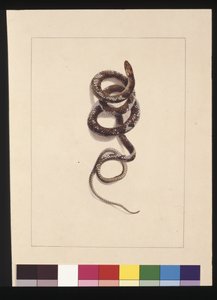 Pagina 20. Serpente n.1. Ora conosciuto come Serpente Bruno, c.1789-90