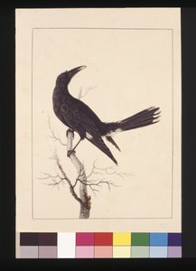 Pagina 30. White, Vented Crow. Ora conosciuto come un Pied Currawong, c.1789-90
