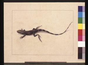 Pagina 31. Lucertola muricata. Ora noto come drago degli alberi, c.1789-90 da Sarah Stone
