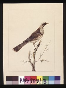 Pagina 3. Knob, Fronted Bee Eater: Firmato l.c. Sarah Smith. Ora conosciuto come un uccello frate, c.1789-90 da Sarah Stone
