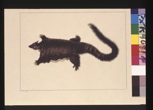Pagina 4. Hepoona Roo: Firmato l.l. fuori dalla linea della cornice S. Smith. Ora noto come un possum planatore maggiore, c.1789-90