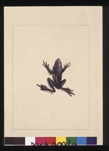 Pagina 9. Rana Blu. Ora noto come una Rana Verde degli Alberi, c.1789-90 da Sarah Stone