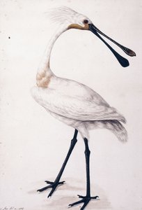 Spatola, 1777