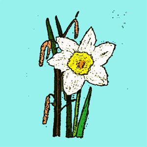 Narcisi, 2015 da Sarah Thompson Engels