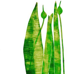Cose lunghe e verdi