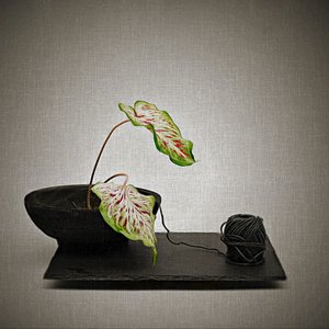  da Saskia Dingemans