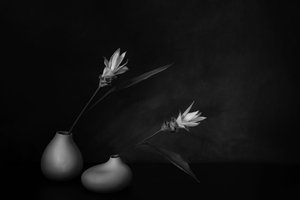  da Saskia Dingemans