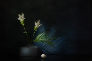  da Saskia Dingemans