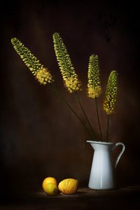  da Saskia Dingemans