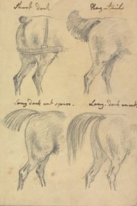 Quattro schizzi di code di cavallo