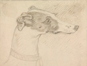 Ritratto di Testa di Levriero