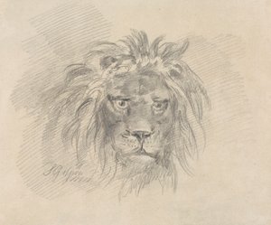 Testa di un leone