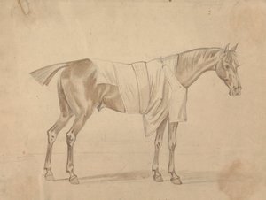 Cavallo vestito con coperta