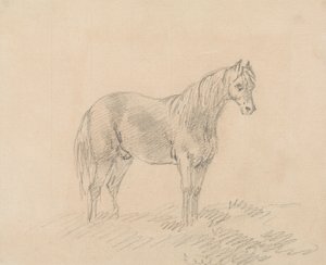 Cavallo maschio