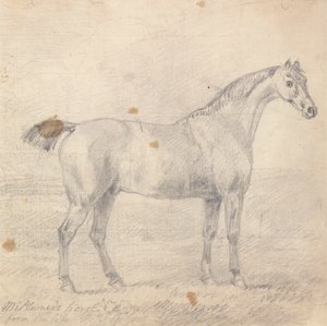 Il Cavallo del Signor Plumer