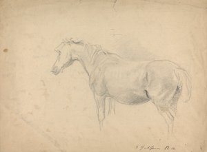 Schizzo di un cavallo