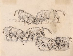 Studi di corrida