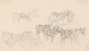 Studi di asini