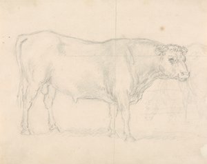 Studio di un Toro da Sawrey Gilpin