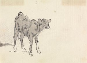 Studio di un vitello