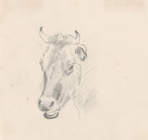 Studio della testa di una mucca da Sawrey Gilpin