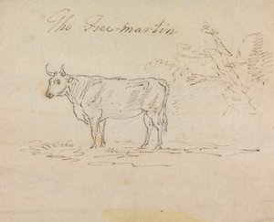 Il Free-Martin da Sawrey Gilpin
