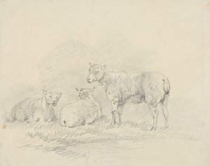 Tre Pecore da Sawrey Gilpin